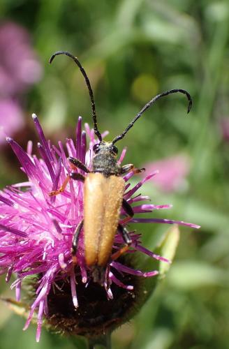Stictoleptura rubra